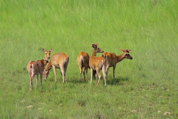 Deers at Bardiya National Park