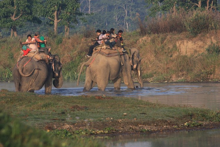 Jungle Safari in Chitwan National Park  