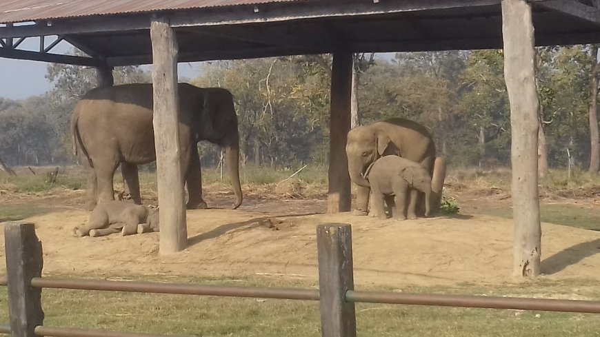 Elephant Breeding Center