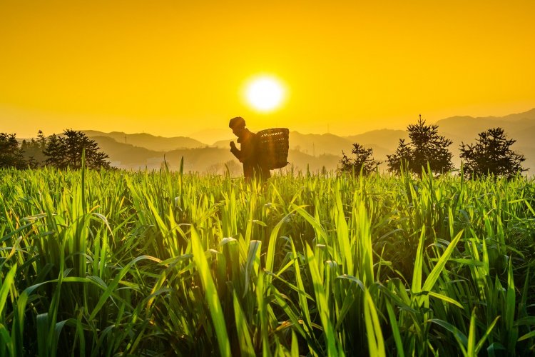 Features Of Nepalese Agriculture