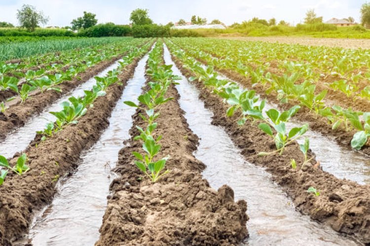 Exploring the traditional irrigation systems of Nepal A glimpse into