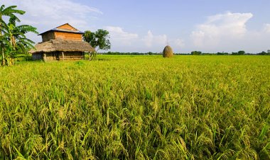 Discover the Beauty of Terai Region in Nepal