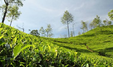 Tea Production of Nepal: An Overview of Commercial Tea Farming