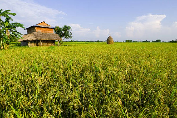 Discover the Beauty of Terai Region in Nepal Nepal Database