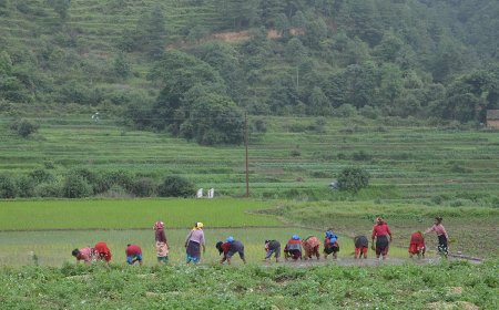 The Role of Agriculture in Nepal's Economy - Nepal Database